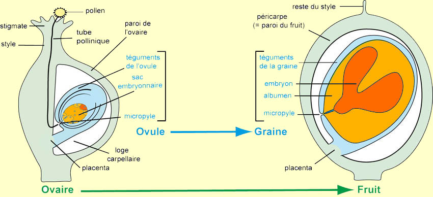 ovaire et fruit